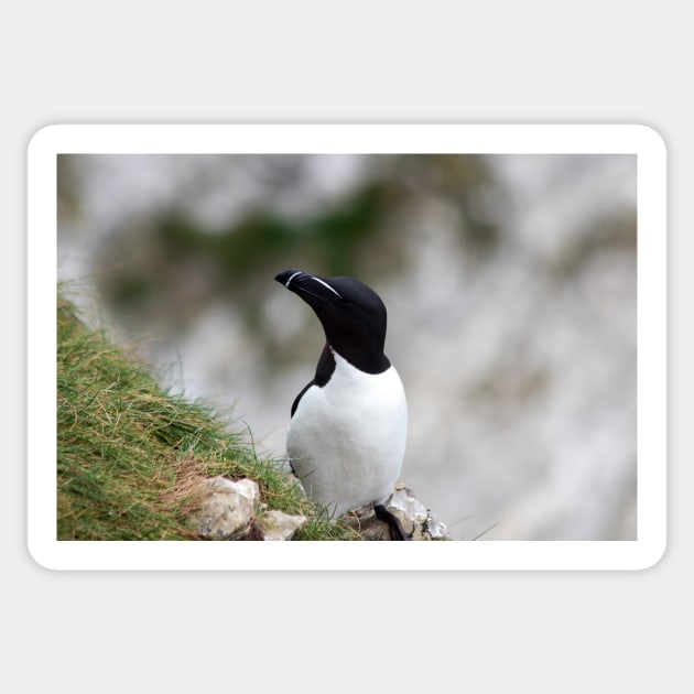 Razorbill on cliff top Sticker by HazelWright